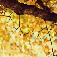 Herbst Autumn Blätter bunt Laub  Foto: Insomnia, CC BY  Copy & Paste Code für Bildnachweis:  Bildnachweis: Aufmacher „Autumn's Whisper“ von Insomnia, CC BY ND - 5VIER