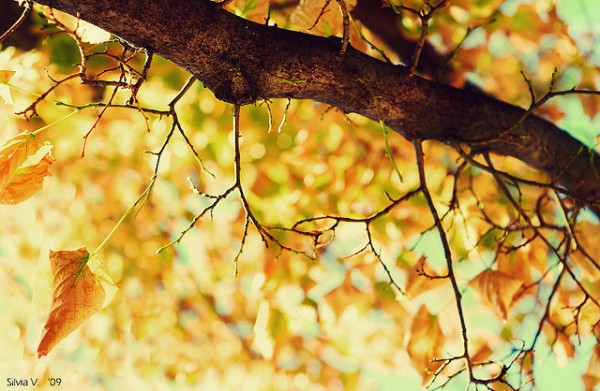 Herbst Autumn Blätter bunt Laub  Foto: Insomnia, CC BY  Copy & Paste Code für Bildnachweis:  <strong>Bildnachweis</strong>: Aufmacher „<a title=