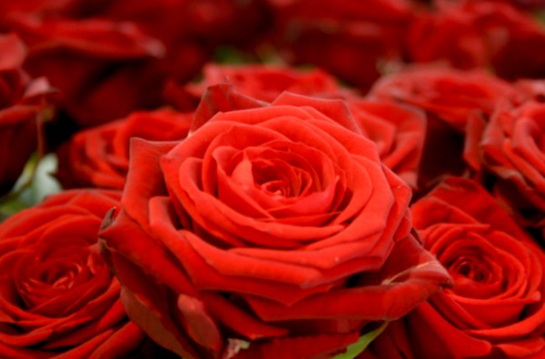 Rosen zum Valentinstag sind schön - leider oft nicht Fairtrade. Foto: 5vier - 5VIER