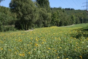 Das Sonnenblumenfeld im Avelertal
