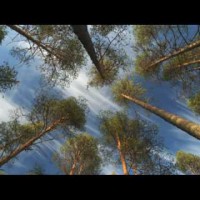 Freizeit: Europas wilde Wälder – Multivisionsshow von Markus Mauthe - 5VIER