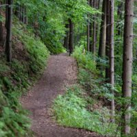 Weitere barrierefreie Wanderroute in Bitburg im Mötscher Wald „Alert“