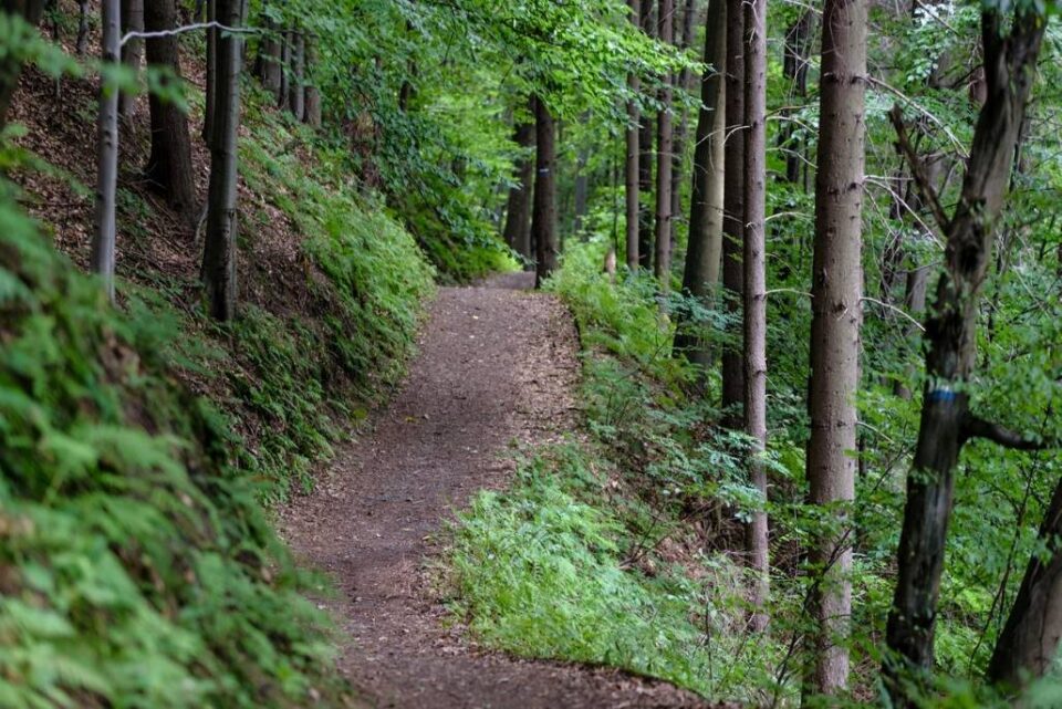 Weitere barrierefreie Wanderroute in Bitburg im Mötscher Wald „Alert“