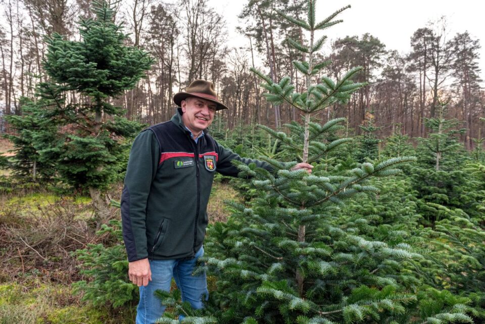 Ökologisch angebaute Weihnachtsbäume in jeder beliebigen Größe: Forstdirektor Gundolf Bartmann kann auf ein großes Angebot zurückgreifen. Bild: Rolf Lorig