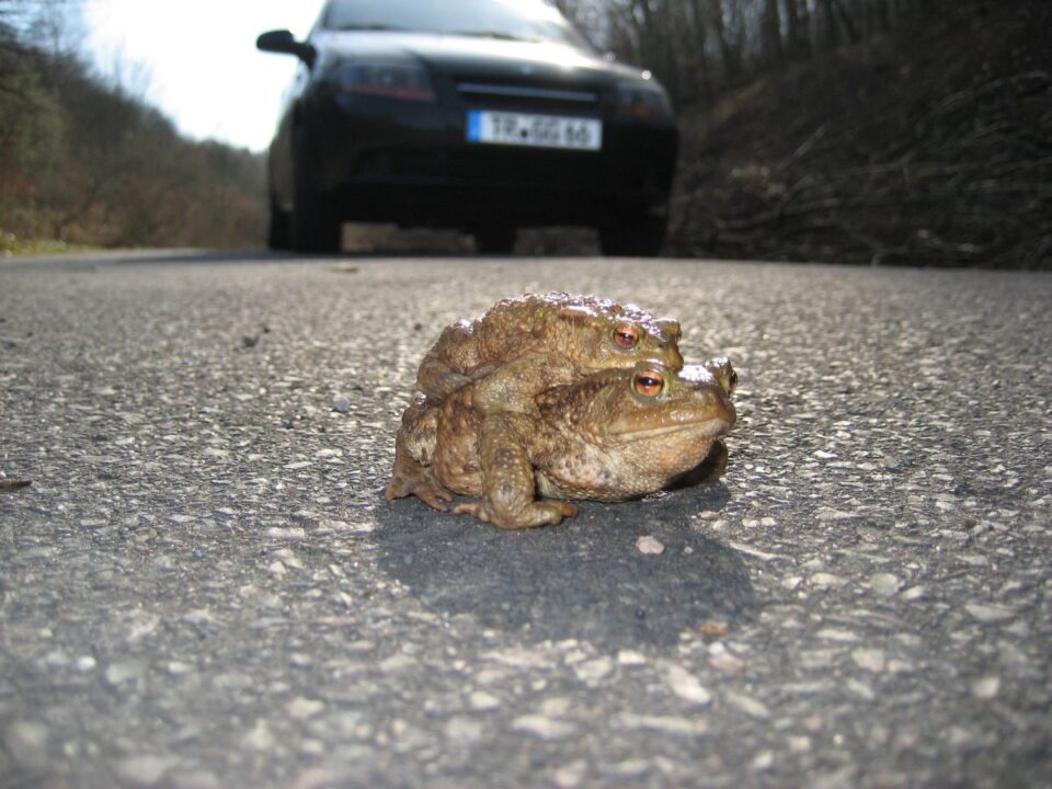 In den nächsten Wochen werden Autofahrer um besondere Vorsicht gebeten, denn viele Amphibien, wie die Erdkröten, überqueren die Straßen um zu ihren Laichgewässern zu gelangen. Bildquelle: Untere Naturschutzbehörde