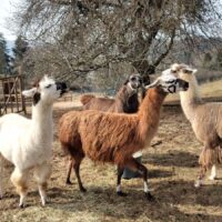 Die Lamas der eifelnomaden können an Online-Meetings teilnehmen. Bildquelle: Ansgar Baum