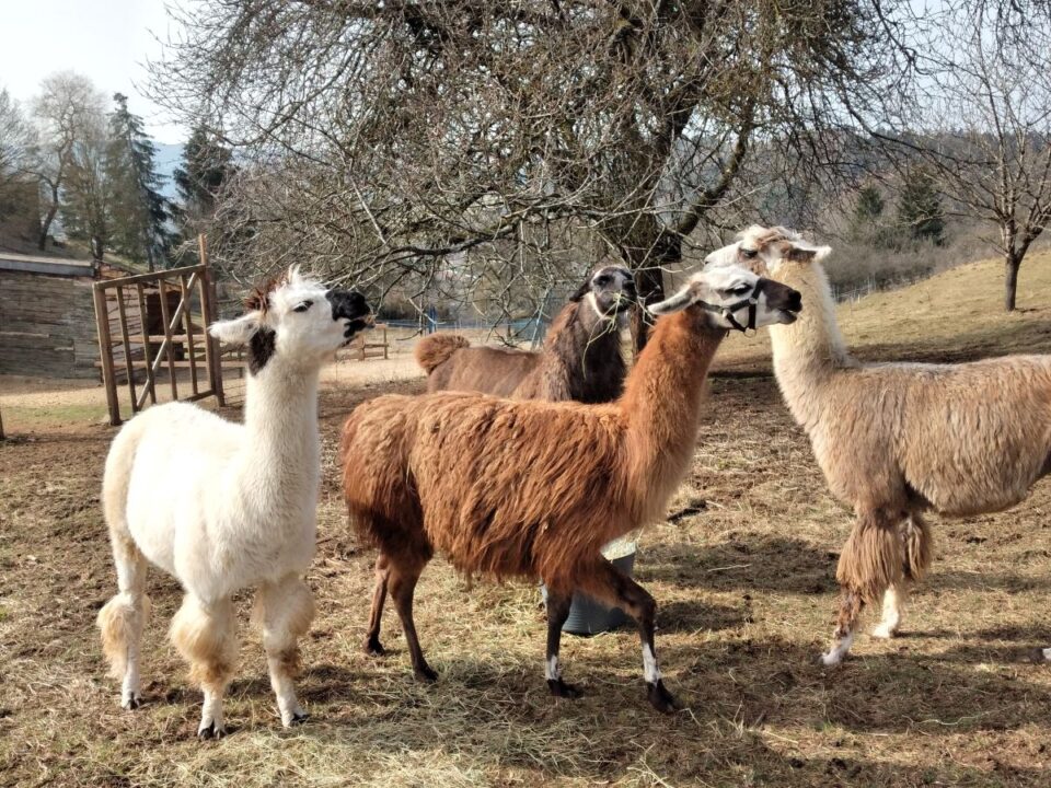 Die Lamas der eifelnomaden können an Online-Meetings teilnehmen. Bildquelle: Ansgar Baum