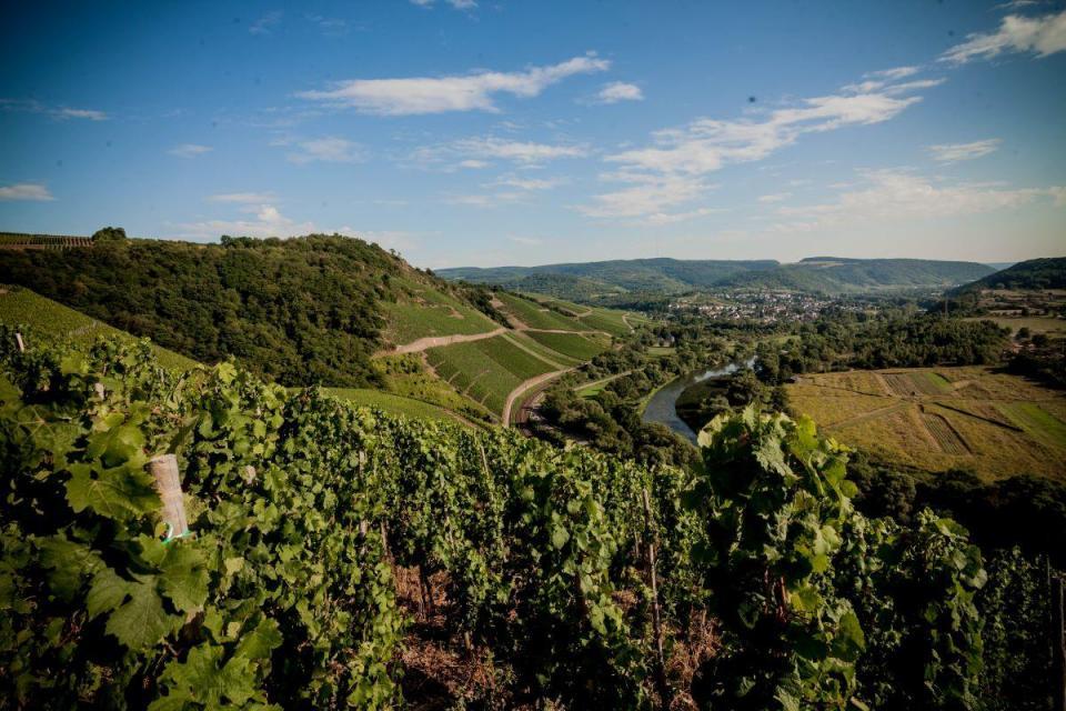 Die sommerliche Weinlandschaft am unteren Saartal bei Wiltingen. Bildquelle: Timo Volz/Moselwein e.V.