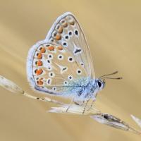 Der Schmetterling Hauhechel Bläuling. Bildquelle: Thomas Kirchen