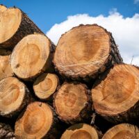 Runder Tisch Holz setzt auf regionale Wertschöpfungsketten