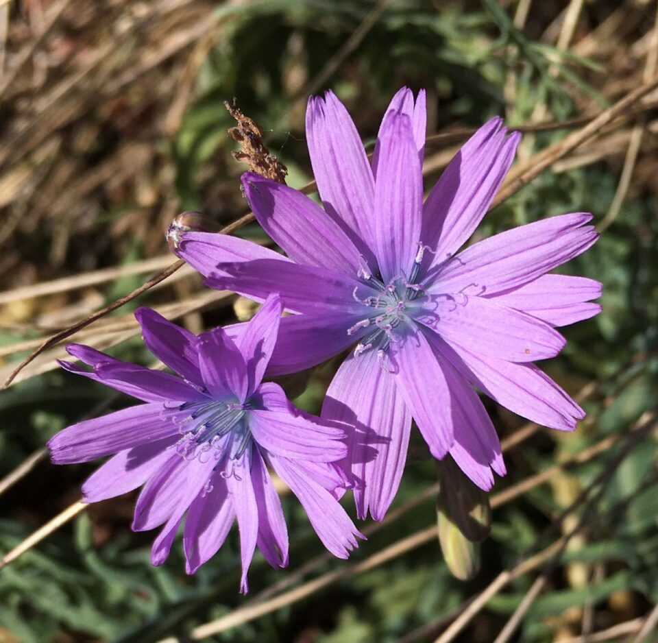 Die Blume "Blauer Lattich" kann man auf den Wiesen finden. Bildquelle: Mechthild Haupts