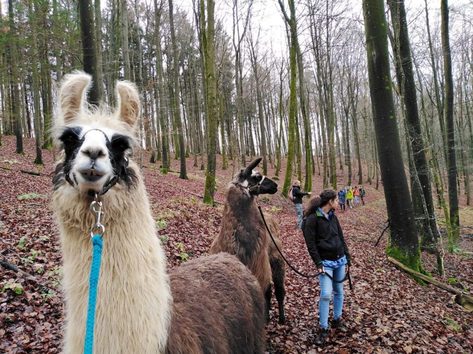 Die eifelnomaden erweitern ihr Programm um eine Tageswanderung mit Lamas zu den magischen Orten der Schönecker Schweiz. Bildquelle: Julietta Baums
