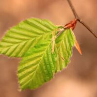 bedrohte Bäume hinweisen. Bildunterschrift: Die jungen Blätter der Rotbuche tragen im Frühjahr ein frisches Frühlingsgrün und seidige Härchen. Fotos: Oliver Gaab.