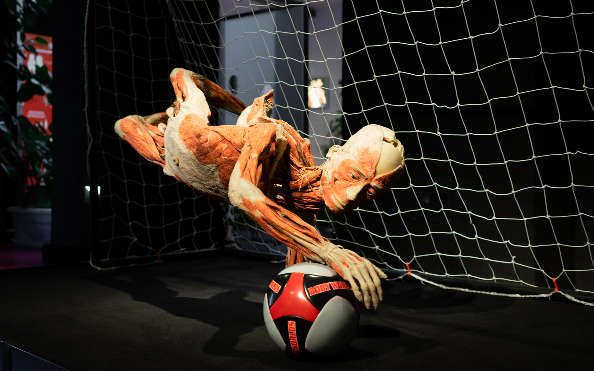 Ein plastinierter Mensch, der sich nach einem Fußball hechtet.Foto: Frederik Herrmann – 5vier.de.