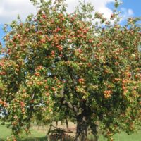 Auf dem Foto sieht man ein Apfelbaum. Bildquelle: Viezhof Hunsicker, Fisch