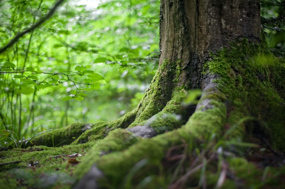 Das Forstamt lädt zu Waldführungen ein. Foto: Pexels.