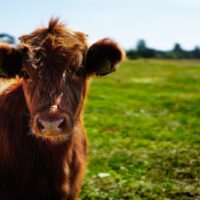 Rinder in Rheinland Pfalz sind jetzt befreit von BVD. Foto: Pixabay von Pexels.