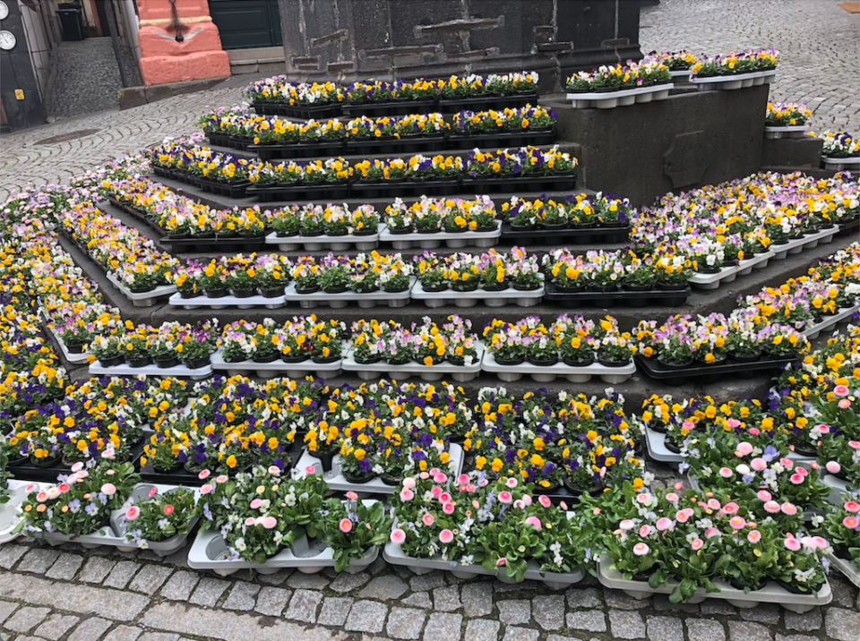 Blumen am Michaelsbrunnen für die Stadtbesucher. Foto: Anna-Lena Hees.