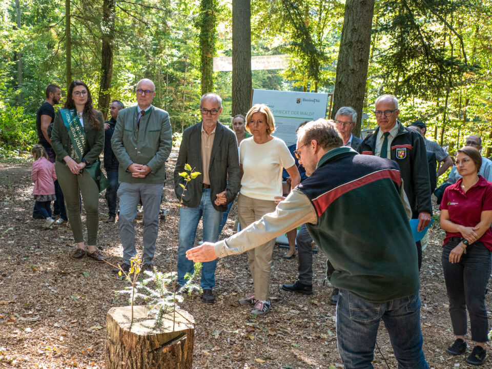 Ein Mitarbeiter des Forstamts Trier zeigt Ministerpräsidentin Malu Dreyer die Folgen eines Verbisses an jungen Baumtrieben. Foto: Rolf Lorig