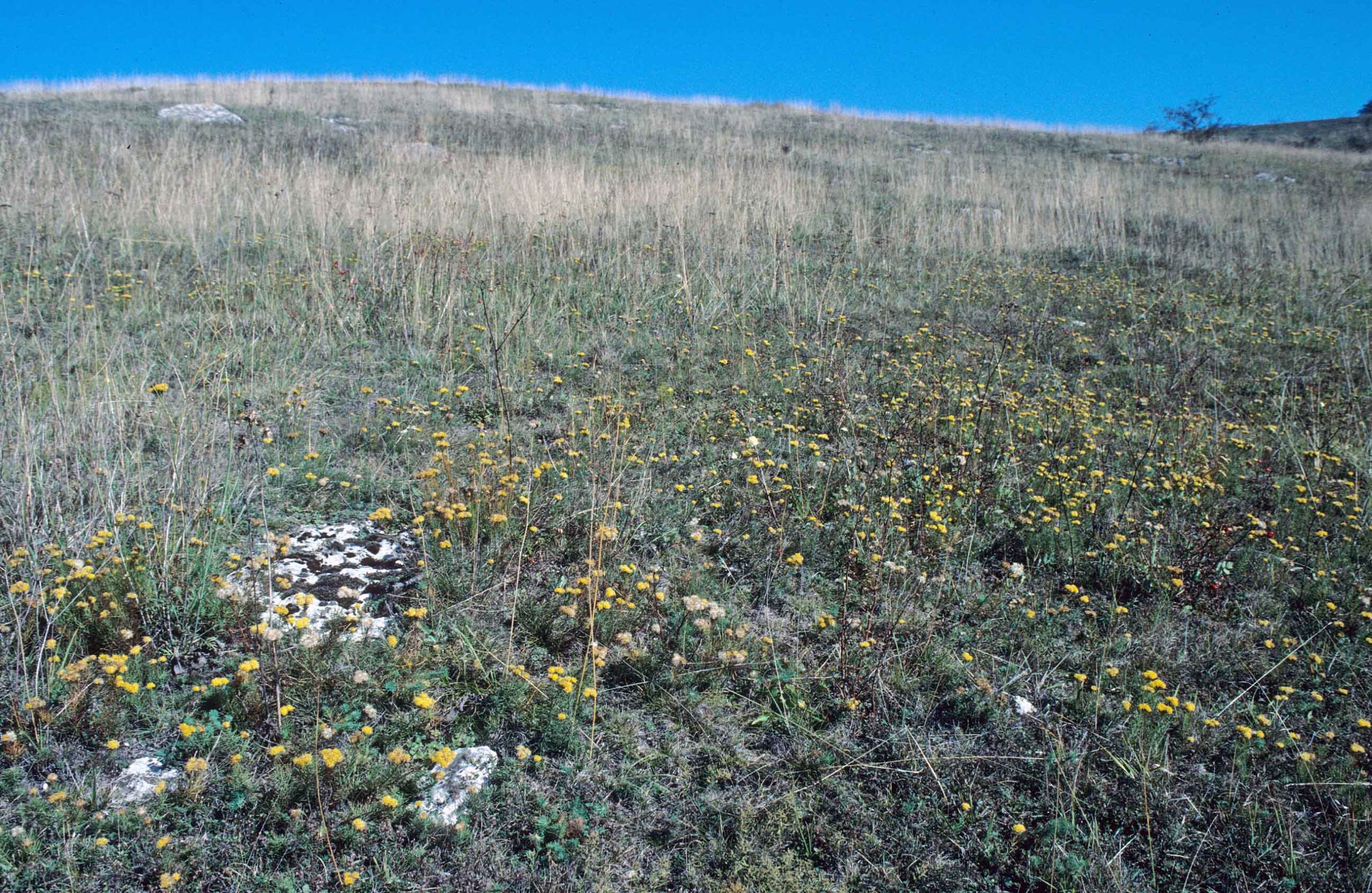 Selbst am Ende des Sommers 1995 war der Trockenrasen am Schafberg im Unstruttal (Sachsen-Anhalt) noch grün und es blühten noch zahlreiche Pflanzen (hier die seltene Goldschopf-Aster). Foto: Thomas Becker