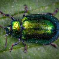 Es ist erstaunlich, was man von Blättern alles über Insekten erfahren kann. Foto: Egor Kamelev/Pexels.