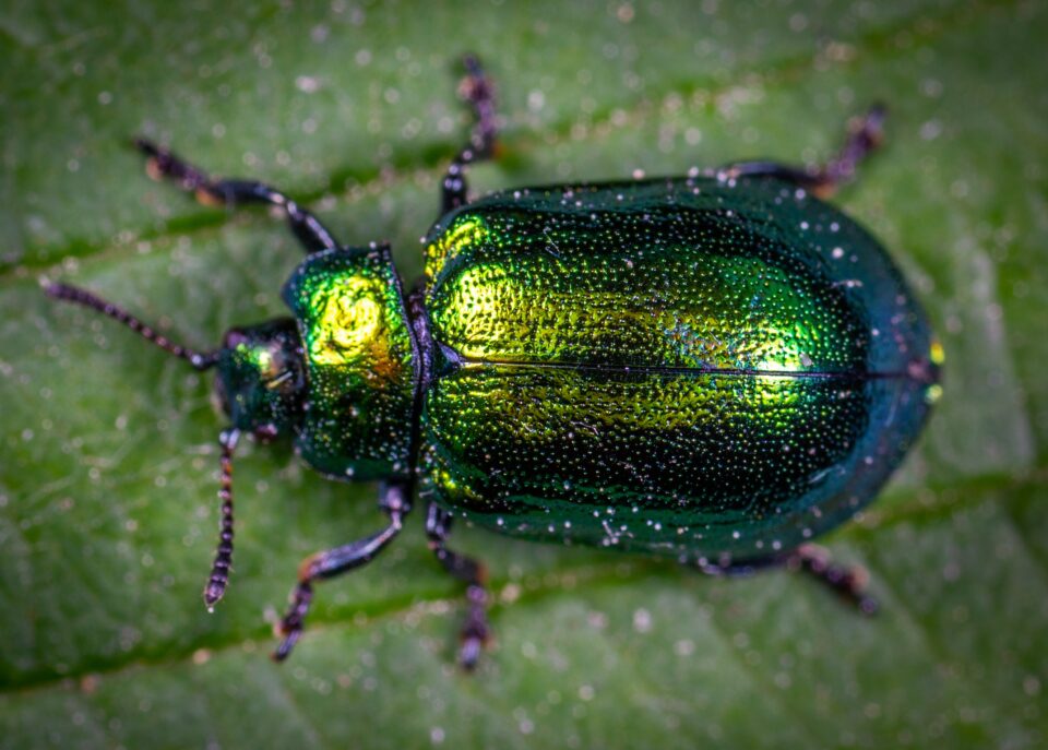 Es ist erstaunlich, was man von Blättern alles über Insekten erfahren kann. Foto: Egor Kamelev/Pexels.