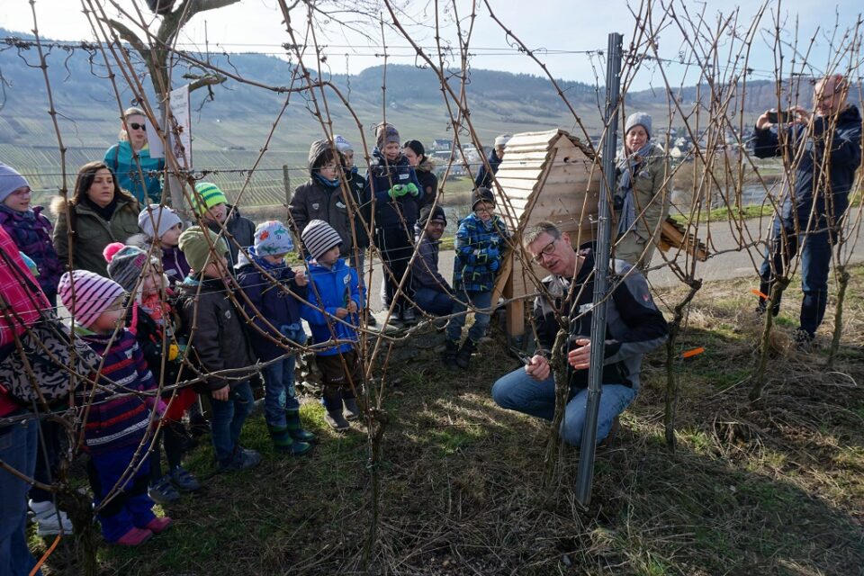 Das Foto zeigt Winzer Stefan Hermen in Trittenheim, der den teilnehmenden Kindern und Eltern den Rebschnitt erläutert. Foto: Marlene Bollig