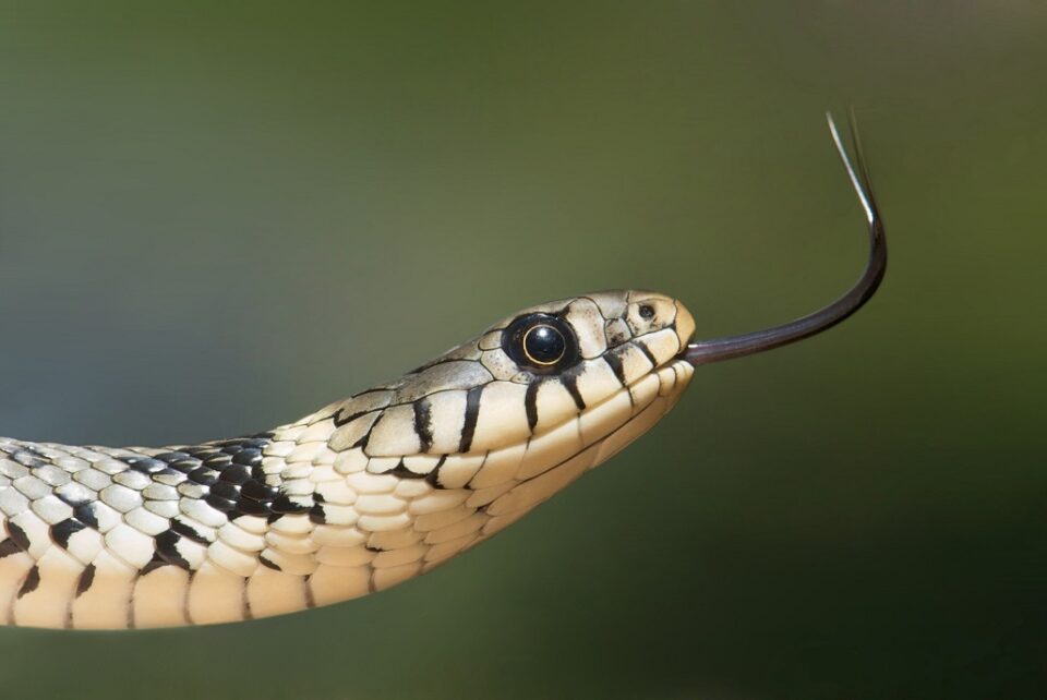 Wer setzte die Schlangen im Ortsteil Konz-Nierdemennig aus? Foto: Pixabay/Pexels