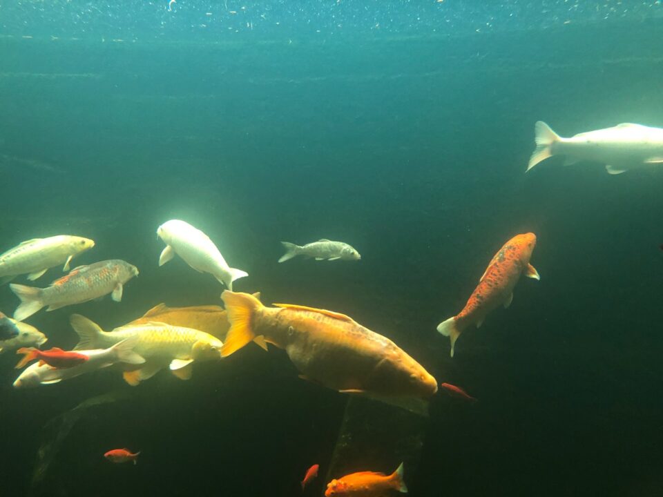 Ein kunterbuntes Fisch-Durcheinander im Aquarium. Foto: 5vier.de/Anna-Lena Hees
