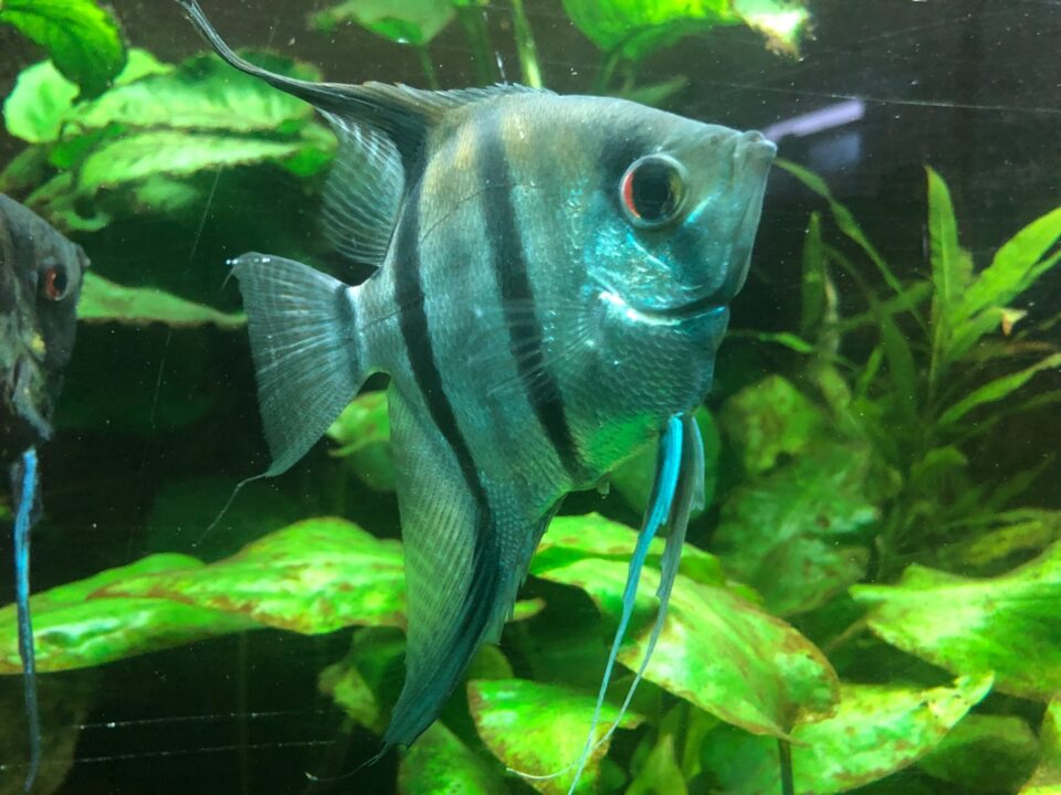 Was das wohl für ein Fisch ist? Im Aquarium gibt es die Lösung! Foto: 5vier.de/Anna-Lena Hees