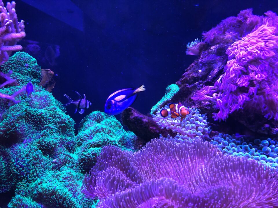 Nemos Welt im Aquarium: Dorie und Marvin? Foto: 5vier.de/Anna-Lena Hees