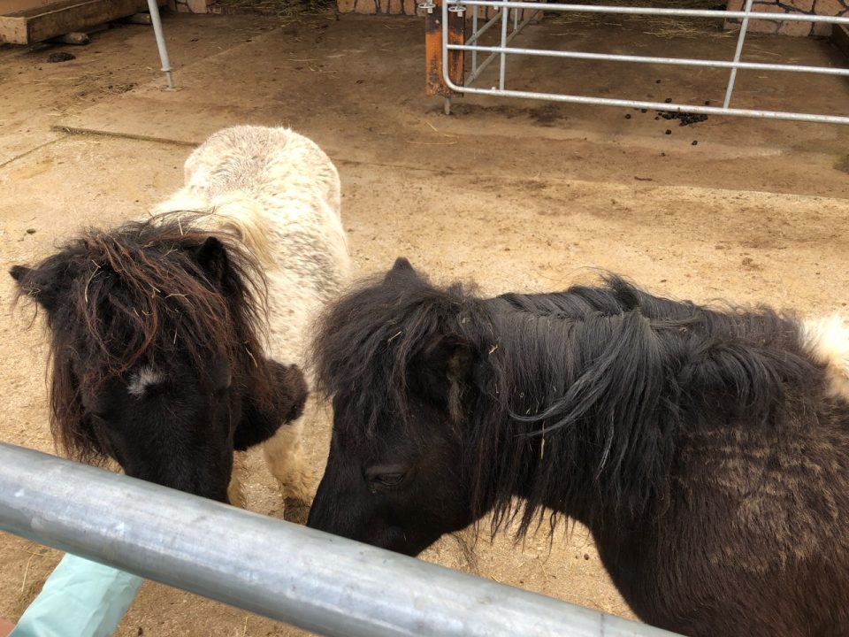Auf dem Bauernhof der Mini-Tiere gibt es auch Ponys zum Streicheln. Foto: 5vier.de/Anna-Lena Hees
