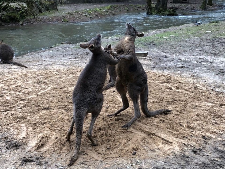 Die Kängurus im Eifel-Zoo geben sich manchmal einer kleinen Rangelei hin. Foto: 5vier.de/Anna-Lena Hees