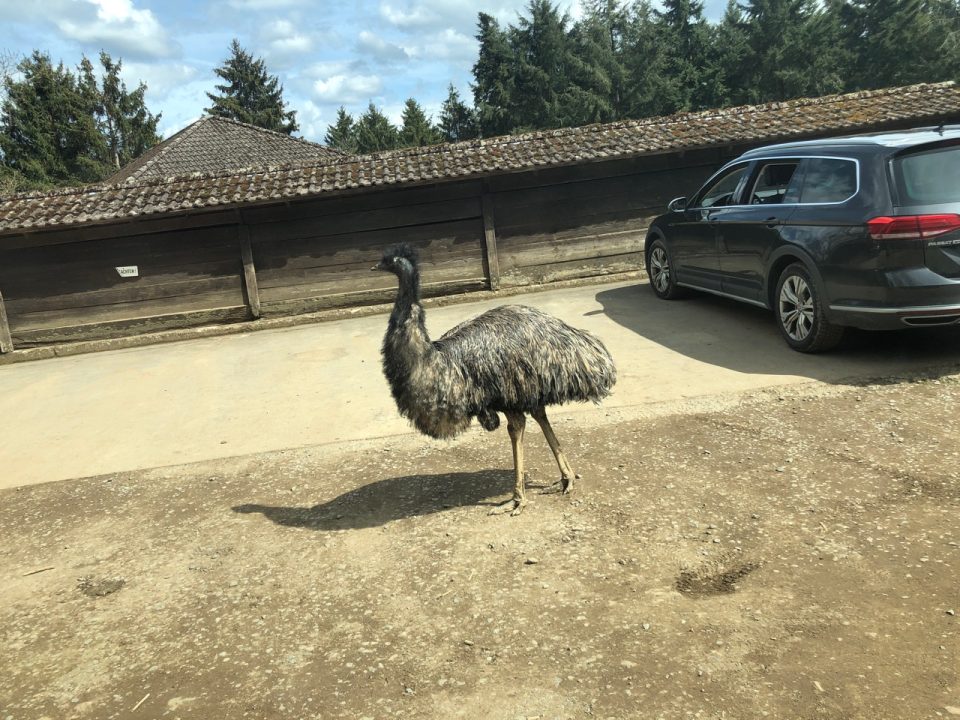 Ein Emu auf dem Parkplatz. Foto: 5vier.de/Anna-Lena Hees