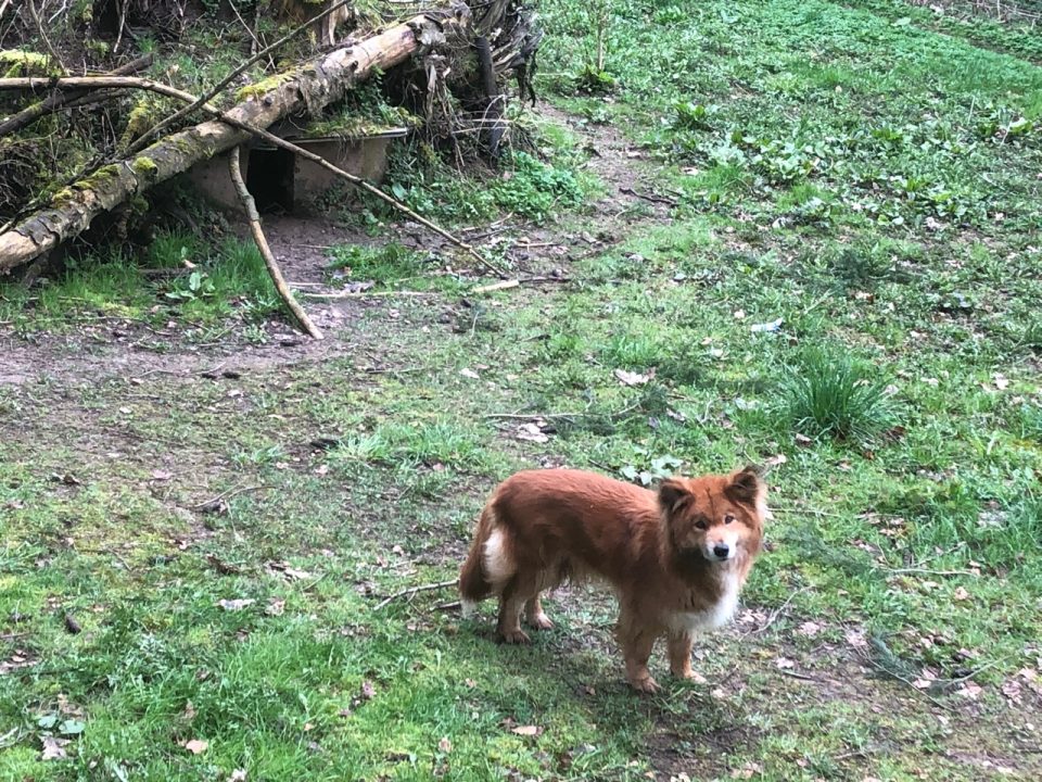 Der Urwald-Dingo im Eifel-Zoo. Foto: 5vier.de/Anna-Lena Hees