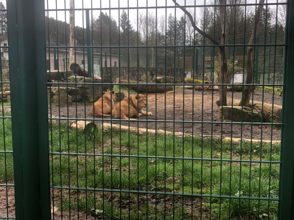Die Löwen im Eifel-Zoo. Foto: 5vier.de/Anna-Lena Hees