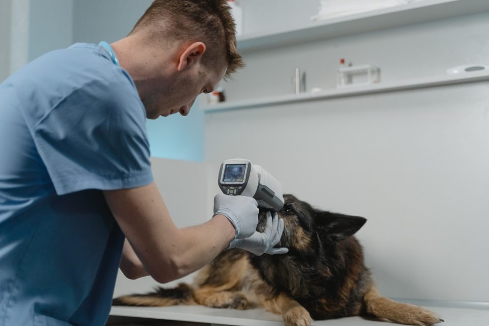 Tierarzt untersucht einen Hund. Foto: Tima Miroshnichenko/ Pexels