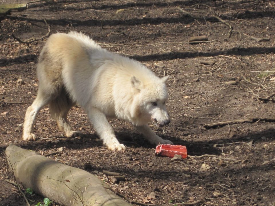 Fütterung der Polarwölfe im Wolfspark. Foto: 5vier.de/Anna-Lena Hees