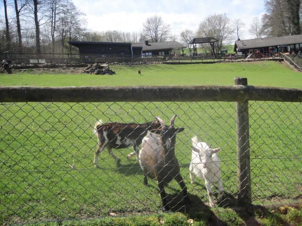 Ziegen gibt es auch im Wolfspark. Foto: 5vier.de/Anna-Lena Hees