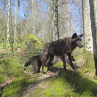 Timberwölfe im Wolfspark. Foto: 5vier.de/Anna-Lena Hees