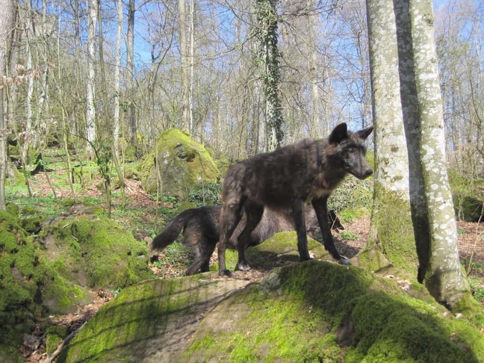 Timberwölfe im Wolfspark. Foto: 5vier.de/Anna-Lena Hees