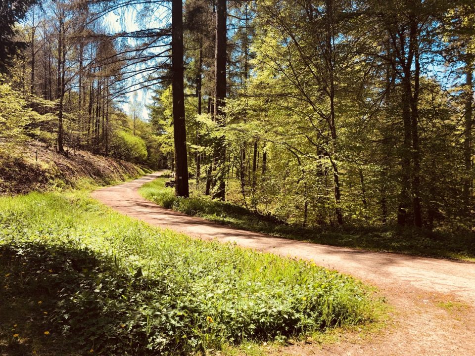 Der Weg durch den Meulenwald. Foto: 5vier.de/Anna-Lena Hees