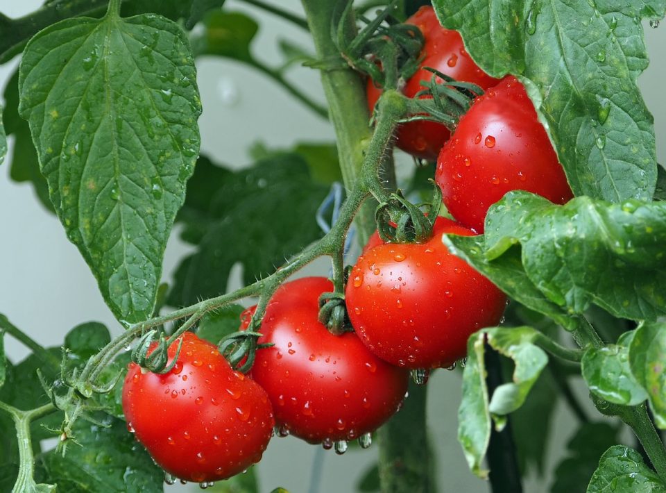 Heutzutage kann man sich Tomaten aus der Küche kaum mehr wegdenken. Es soll mittlerweile über 3.000 Tomatensorten geben. Foto: www.pixabay.com kie-ker