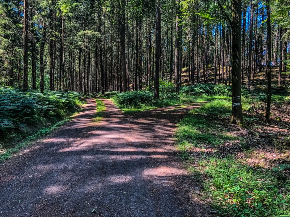 Durch schattige Wälder führt der Weg zur Genovevahöhle. Foto: 5vier.de/Anna-Lena Hees