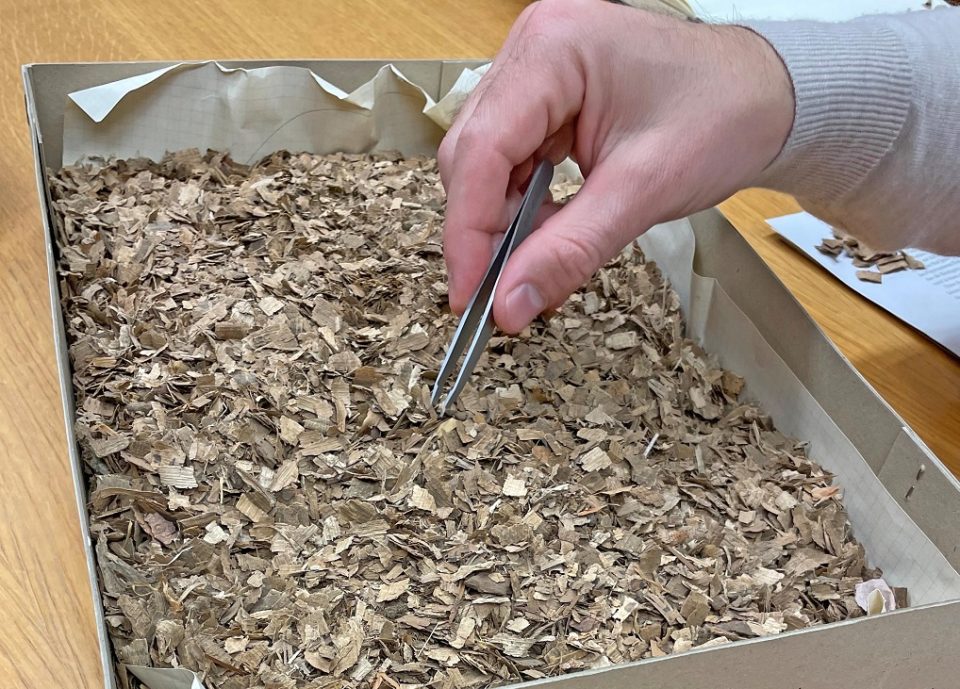 Mit diesen tausenden von kleinen Papyrus-Fragmenten beschäftigten sich die Studierenden der Altertumswissenschaften im Sommersemester. Foto: Universität Trier