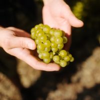 Halten halten Weintrauben. Foto: RI Faszination Mosel