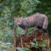 Die Europäische Wildkatze (Felis silvestris). Foto: Naturpark Südeifel/Horst Jegen
