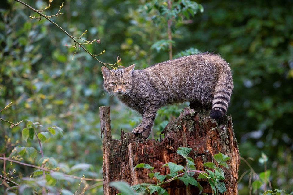 Die Europäische Wildkatze (Felis silvestris). Foto: Naturpark Südeifel/Horst Jegen