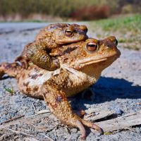 Erdkröten-Pärchen beim gefährlichen Überqueren einer Straße Fotograf: NABU/Hubertus Schwarzentraub