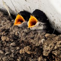 Bald ist es wieder soweit: Junge Mehlschwalben im Nest. Foto: Kathy Büscher für NABU